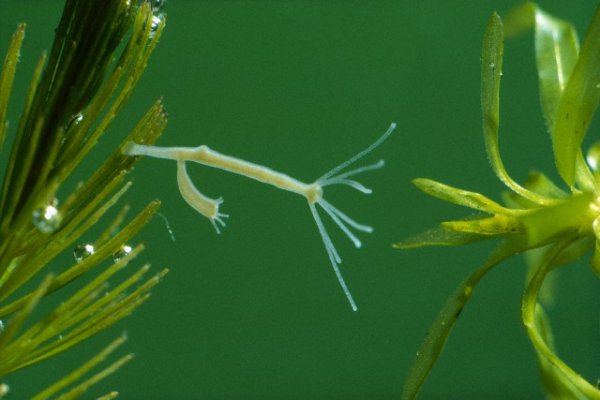 Hydra маркетплейс